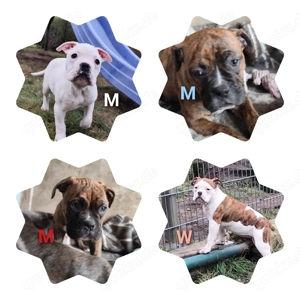 Old English Bulldog Boxer welpen abzugeben 