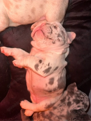 Süße Französische Bulldoggen Welpen 2 Rüden