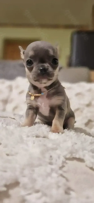 Schöne reinrassige Chihuahua Hündin in blue tan Kurzhaar 
