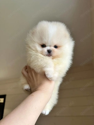 Pomeranian-Welpen