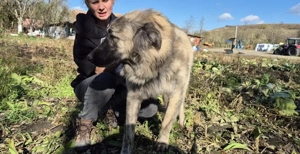 Goldstück Ember sucht ihr Körbchen
