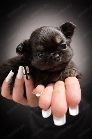 Reinrassige langhaarige Chihuahua-Welpen