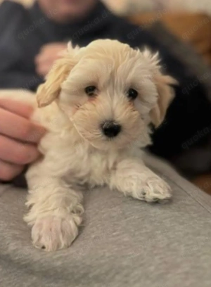 Wunderschöne Maltipoo Welpen