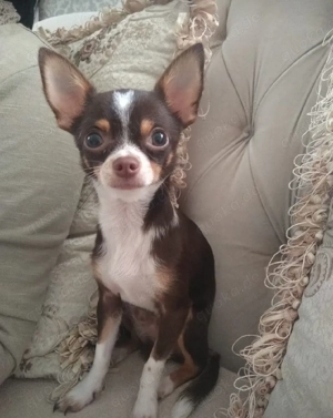 mini Chihuahua  Bild 2