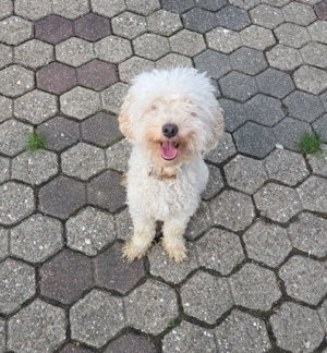 Maltipoo Rüde