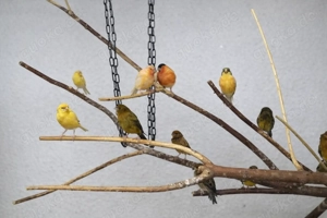 verschiedene kanarienhähne