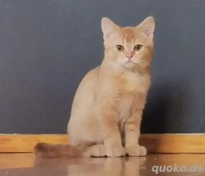 Bkh kitten reinrassig