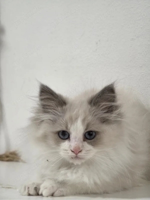 Reinrassiger Ragdoll Kater