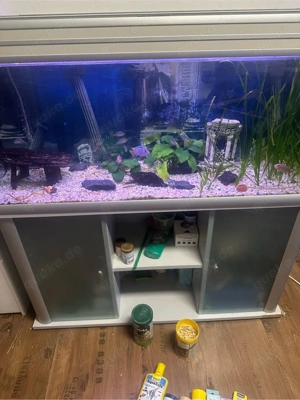 250l aquarium