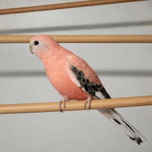 Bourkesittich Hähne & Hennen 