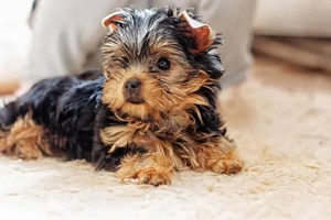 Wunderschöne Yorkshire Terrier Welpen   3 Rüden & 2 Hündinnen   Liebevolles Zuhause gesucht