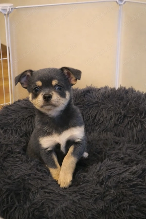 Chihuahua Welpe (Mädchen) abzugeben