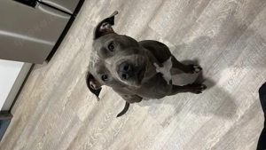 Wurfankündigung American Staffordshire blueline 