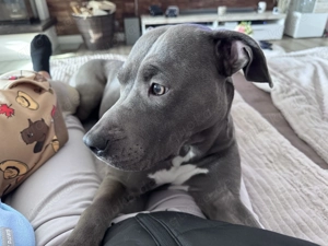 Wurfankündigung American Staffordshire blueline  Bild 8