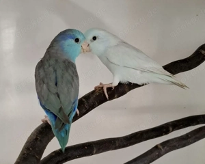 Blaugenick Sperlingspapageien in verschiedenen Farben