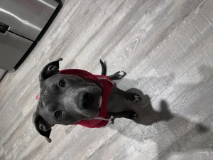 Wurfankündigung American Staffordshire blueline  Bild 6