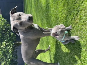 Wurfankündigung American Staffordshire blueline  Bild 7