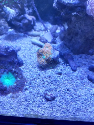 yuma scheibe orange 3stck.