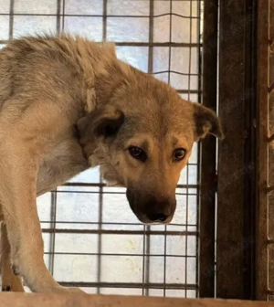  Ängstliche Kami sucht schützendes Zuhause Bild 2