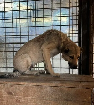  Ängstliche Kami sucht schützendes Zuhause Bild 4