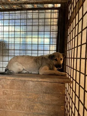  Ängstliche Kami sucht schützendes Zuhause Bild 6