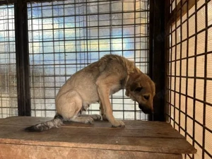  Ängstliche Kami sucht schützendes Zuhause Bild 5