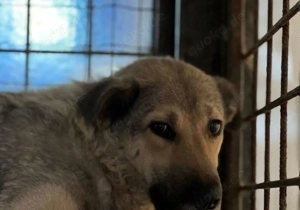  Ängstliche Kami sucht schützendes Zuhause Bild 3