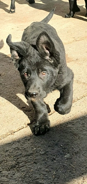 Ostlblut Schäferhunde ehem DDR Welpen  Bild 4