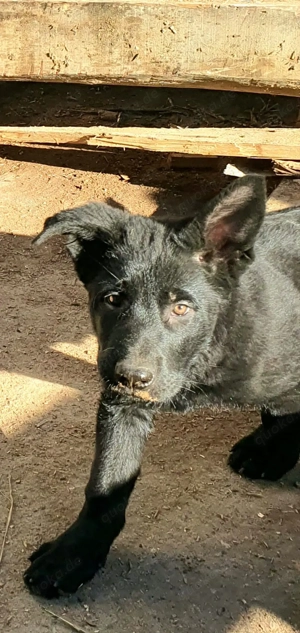 Ostlblut Schäferhunde ehem DDR Welpen  Bild 5