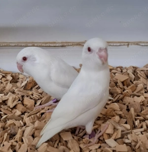 Blaugenick Sperlingspapageien in verschiedenen Farben