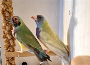 Gouldamadin, Papageiamadin, Binsenastrild, Hähne & Hennen 