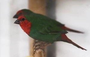 Gouldamadin, Papageiamadin, Binsenastrild, Hähne & Hennen 