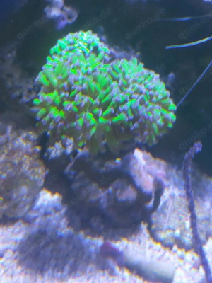 Euphilia mehrere Köpfe