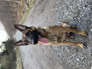 Malinois Hündin