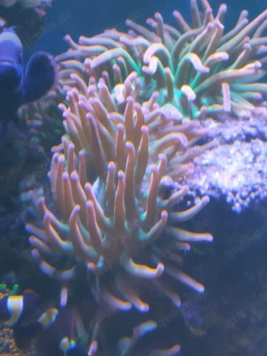 Sunburst Blasenanemone