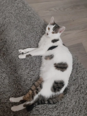 Süße Katze 8 Monate alt 