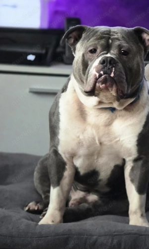 American bully Pärchen 