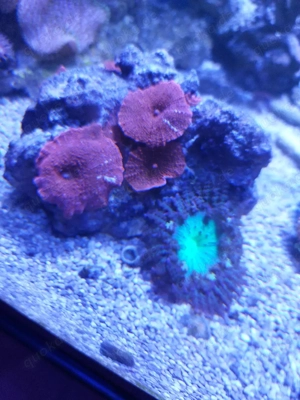 Rote Scheibe u.Sandanemone