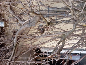 Männliche Streifenhörnchen abzugeben 