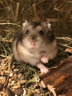 Zwei Zwerghamster Weiblich 