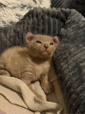 Wunderschöne Elf Sphynx Baby zur Reservierung