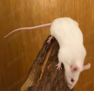 Drei weise Mäuse Zu verschenken 