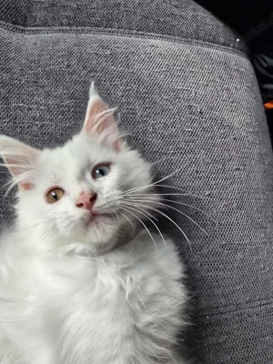 Maine coon kitten Abzugeben 