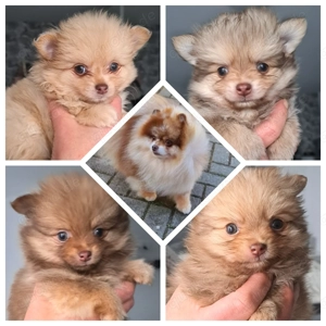 Zwergspitz Welpen suchen gutes Zuhause 