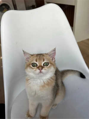 BKH sucht ein liebevolles zuhause