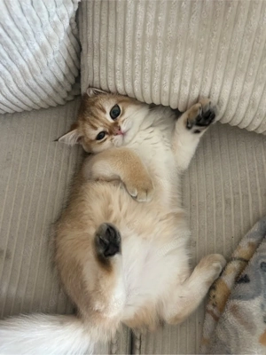 BKH sucht ein liebevolles zuhause Bild 3