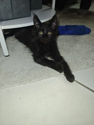 Mainecoon Kater 