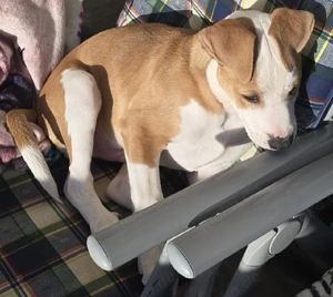 Ducht dringend ein neues Zuhause 