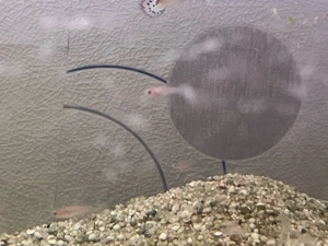 junge Guppys zu verkaufen  Bild 3