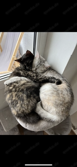 Perser britisch langhaar mix 